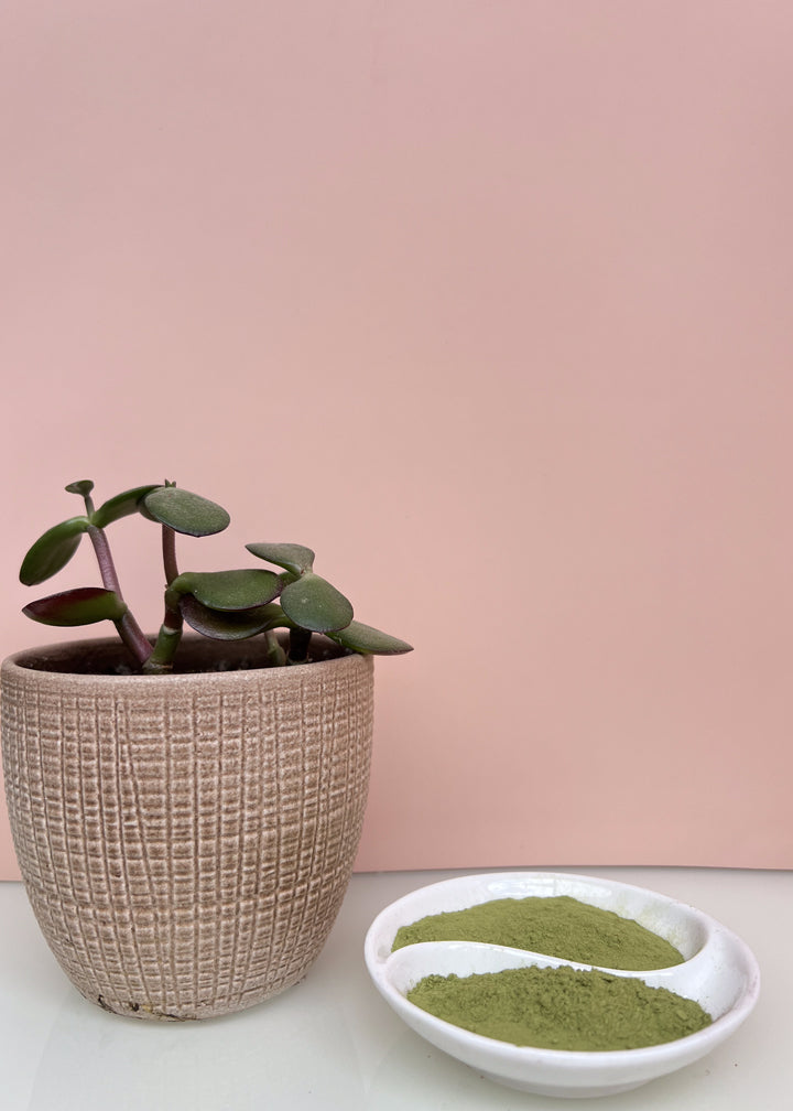 Organic Moringa leaf powder green superfood vegan GMO-free herbal supplement Indusfarms