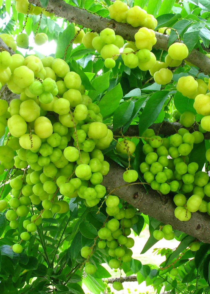 Amla Powder Freeze Dried Indus Farms