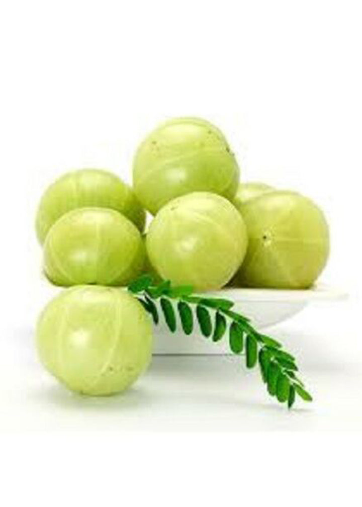 Amla powder, freeze-dried - Indusfarms